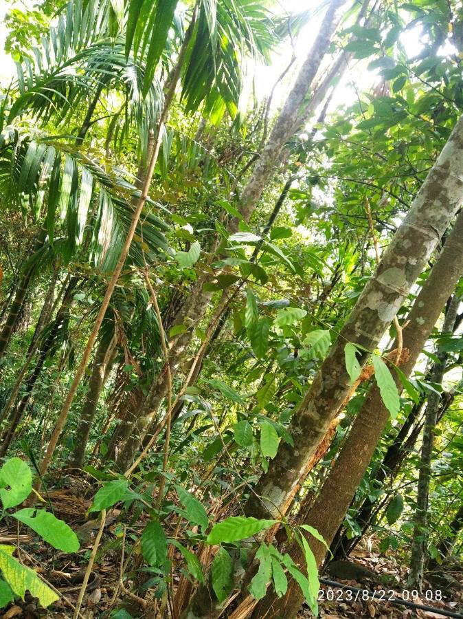 Spiritual Nature Farm - Sri Lanka Matale Exterior foto